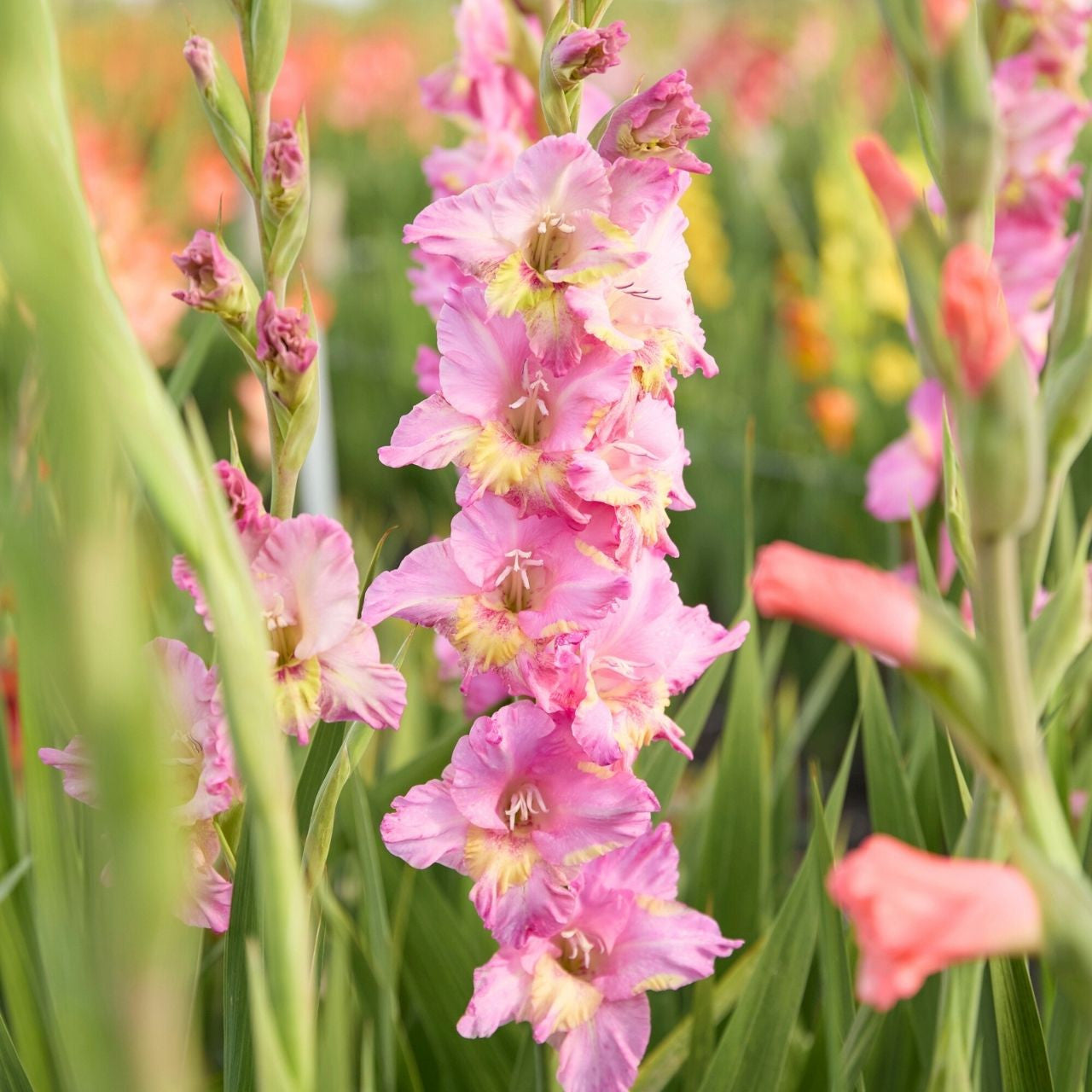 Gladioli  - Happy Disco