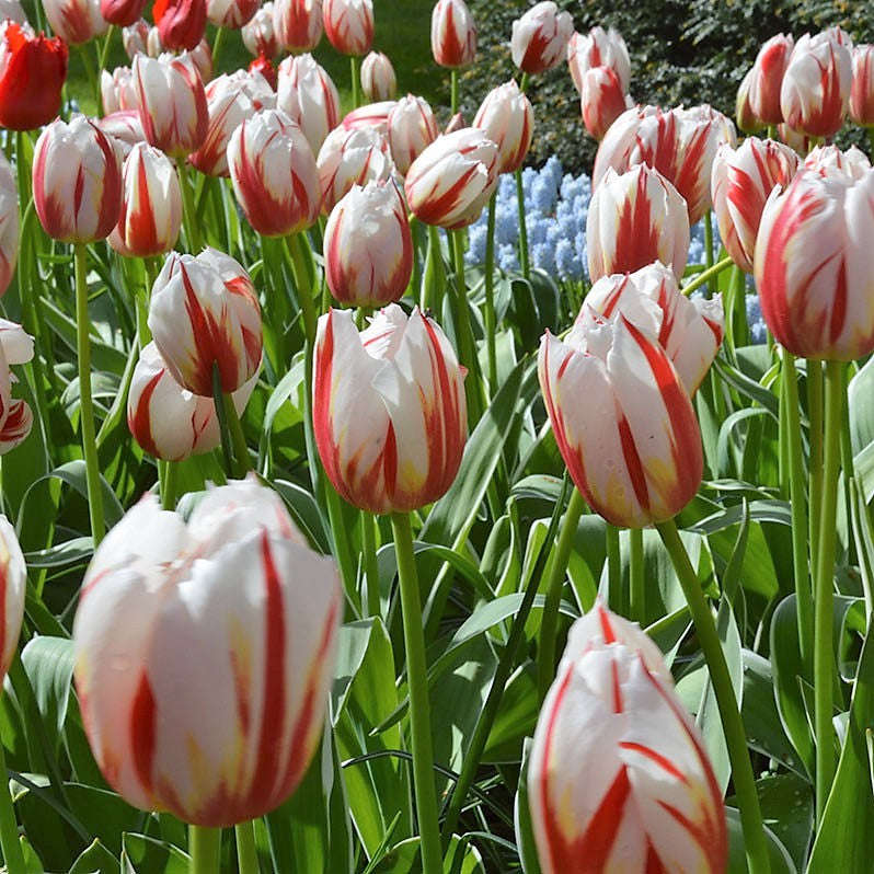 Tulip - Happy Generation