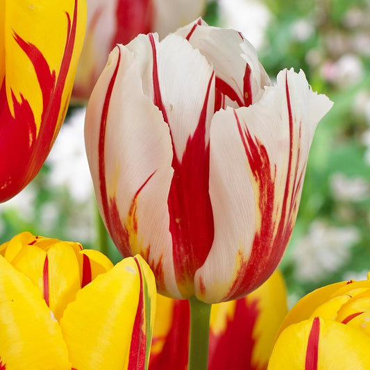 Tulip - Happy Generation