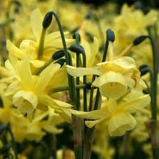 Narcissus - Hawera