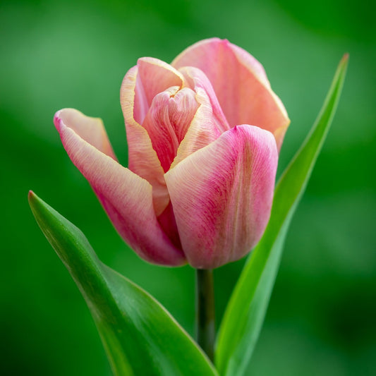 Tulip - Holland Beauty