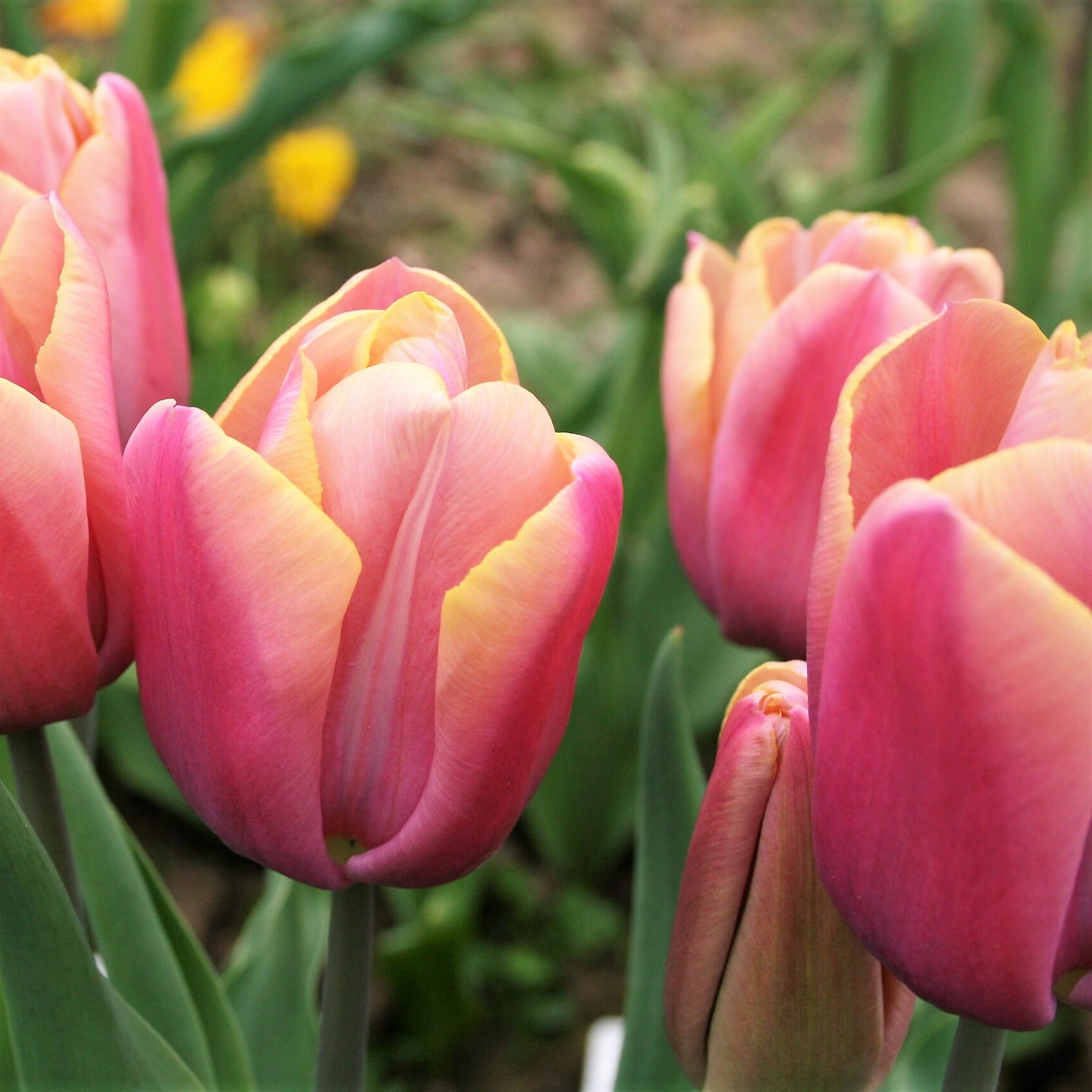 Tulip - Holland Beauty