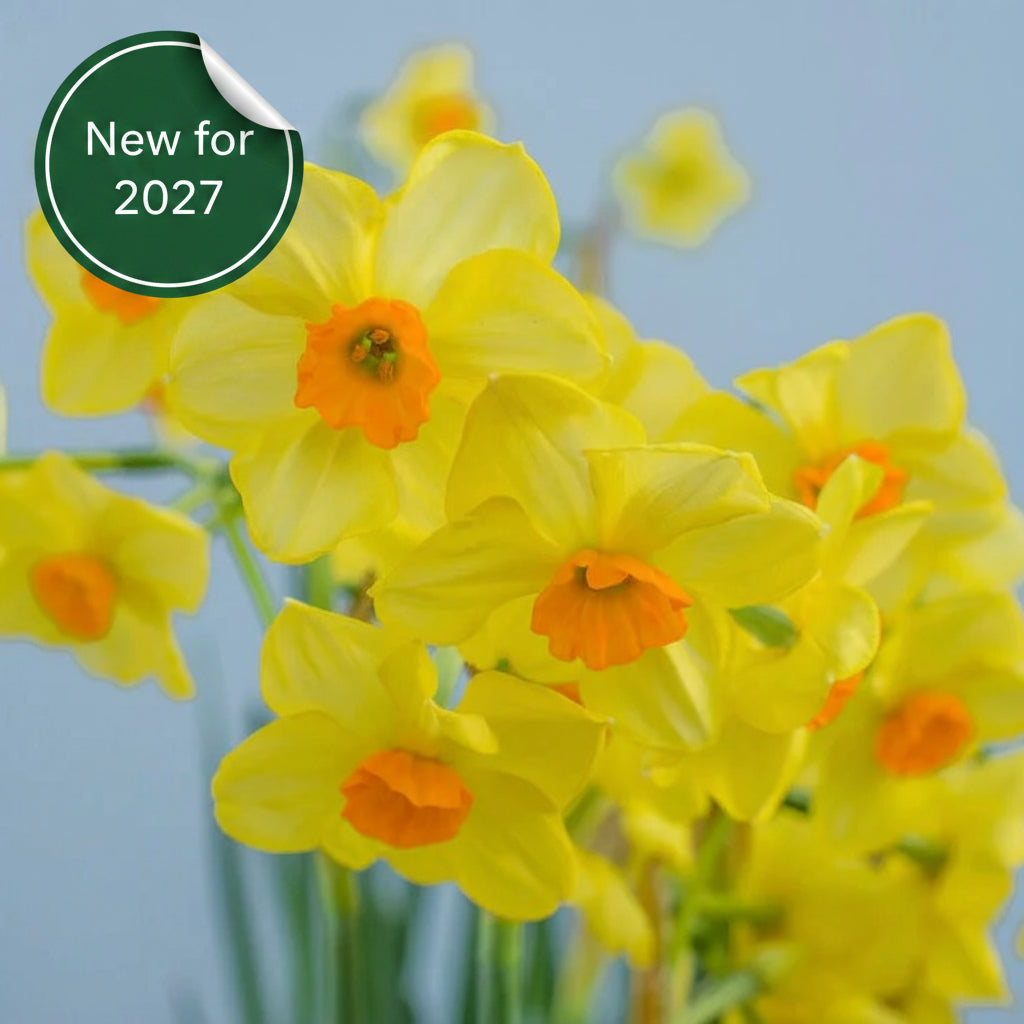 Daffodil - Hugh Town