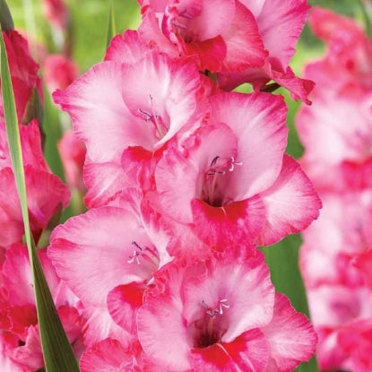 Gladioli - Pink