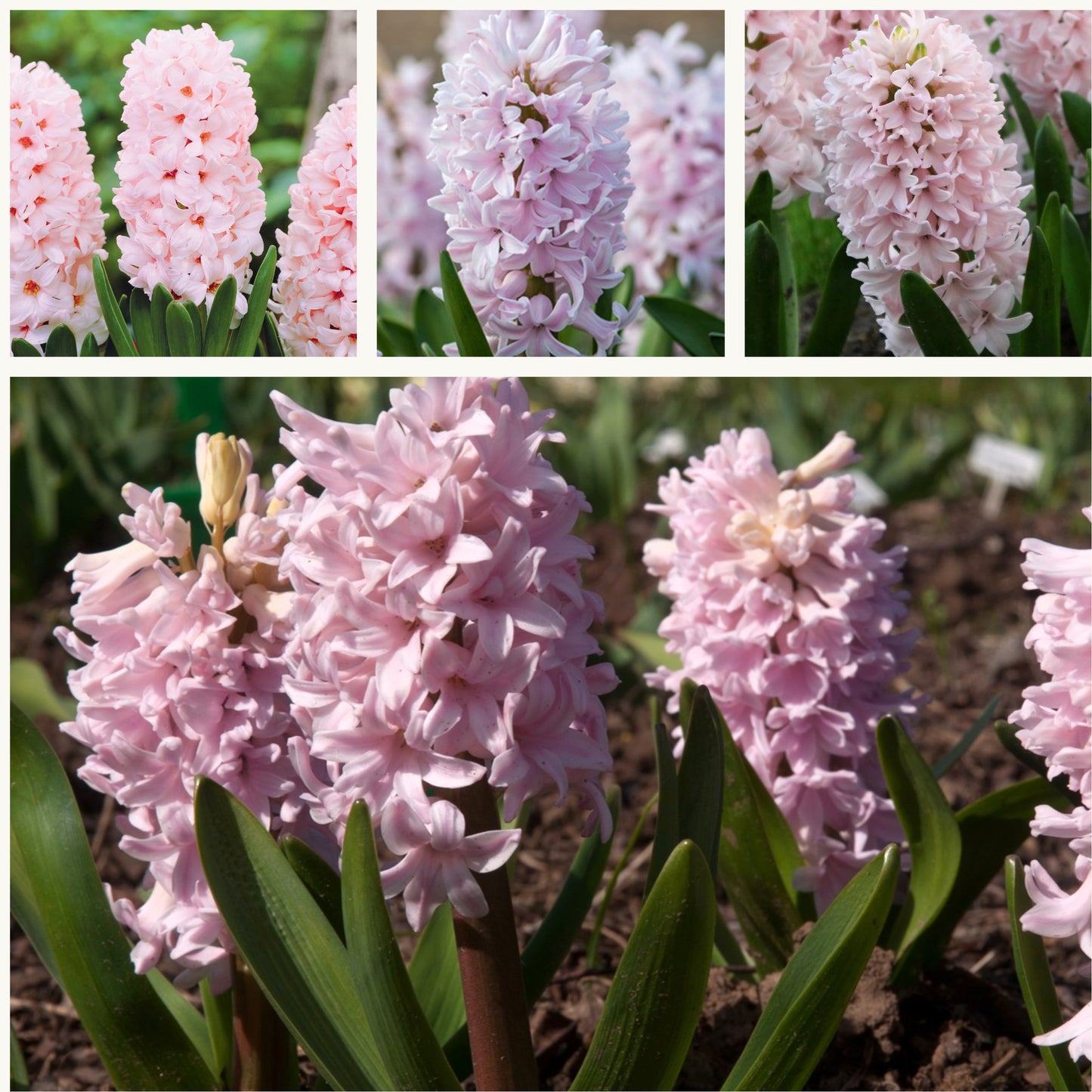 Hyacinth - China Pink