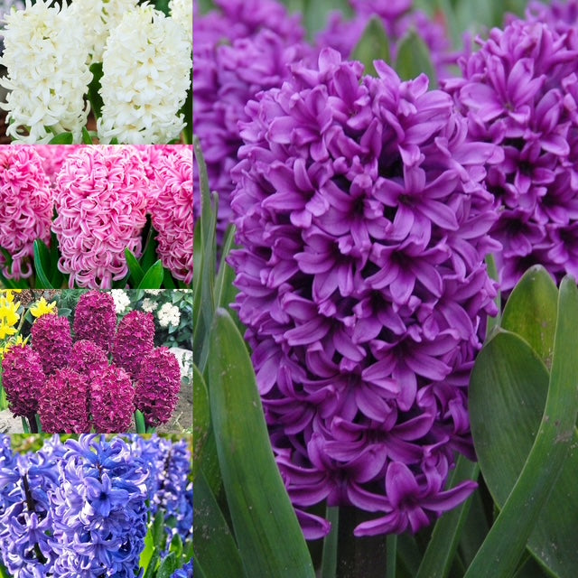 Humphreys Garden Hyacinth Collection x 25 Flower Bulbs
