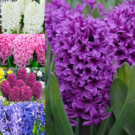 Humphreys Garden Hyacinth Collection x 25 Flower Bulbs
