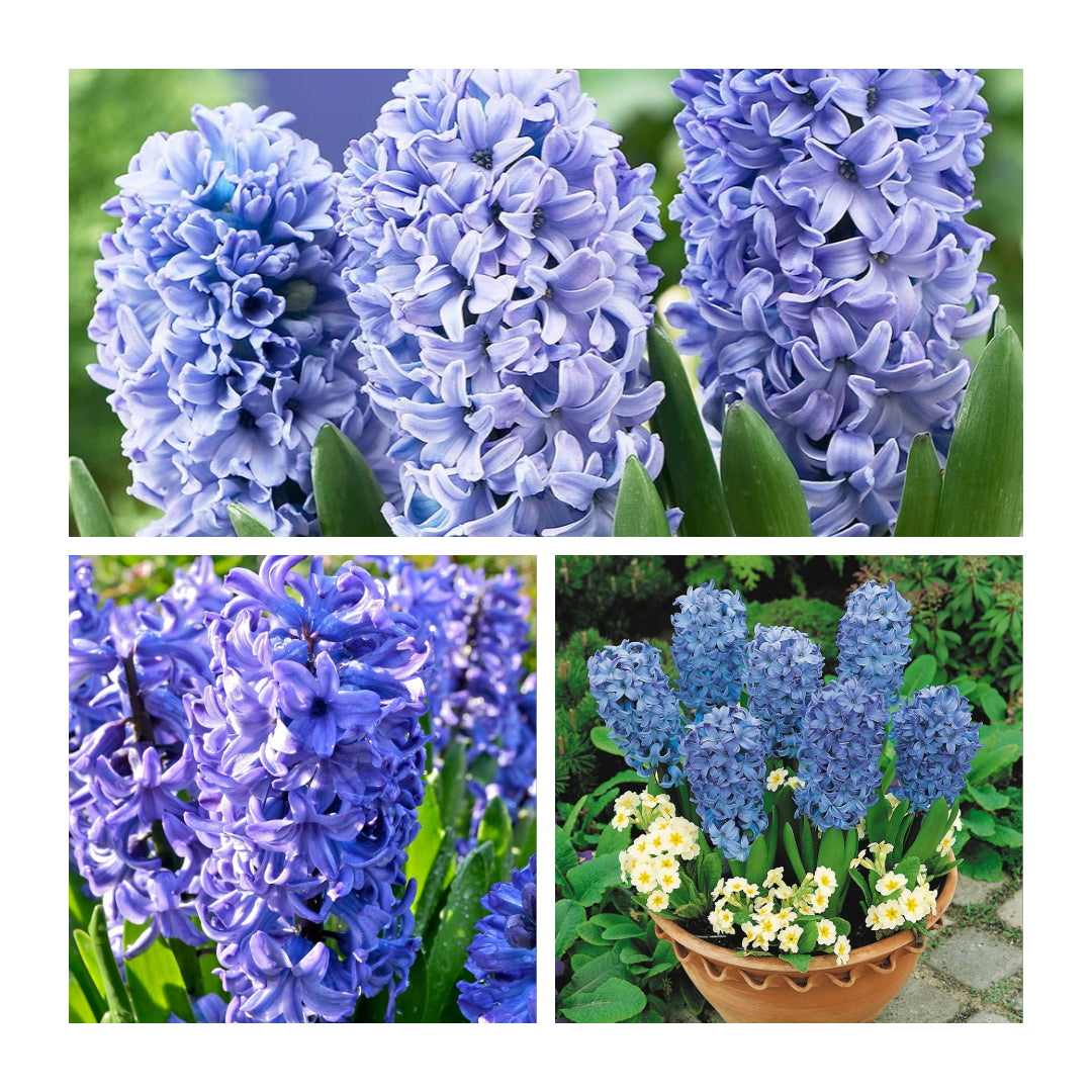 Hyacinth - Delft Blue