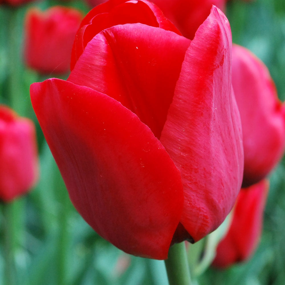 Tulip - Ile De France