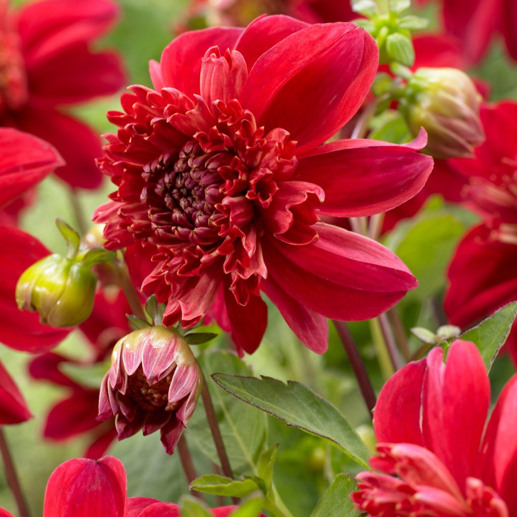 Dahlia Anemone - Inca