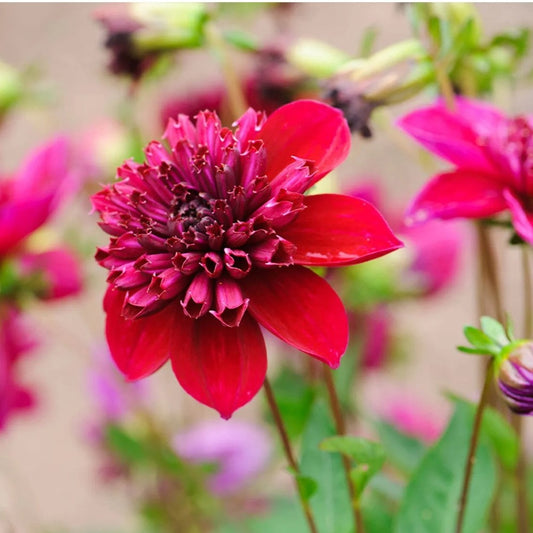 Dahlia Anemone - Inca