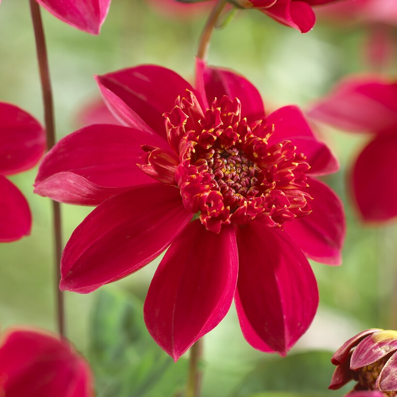 Dahlia Anemone - Inca