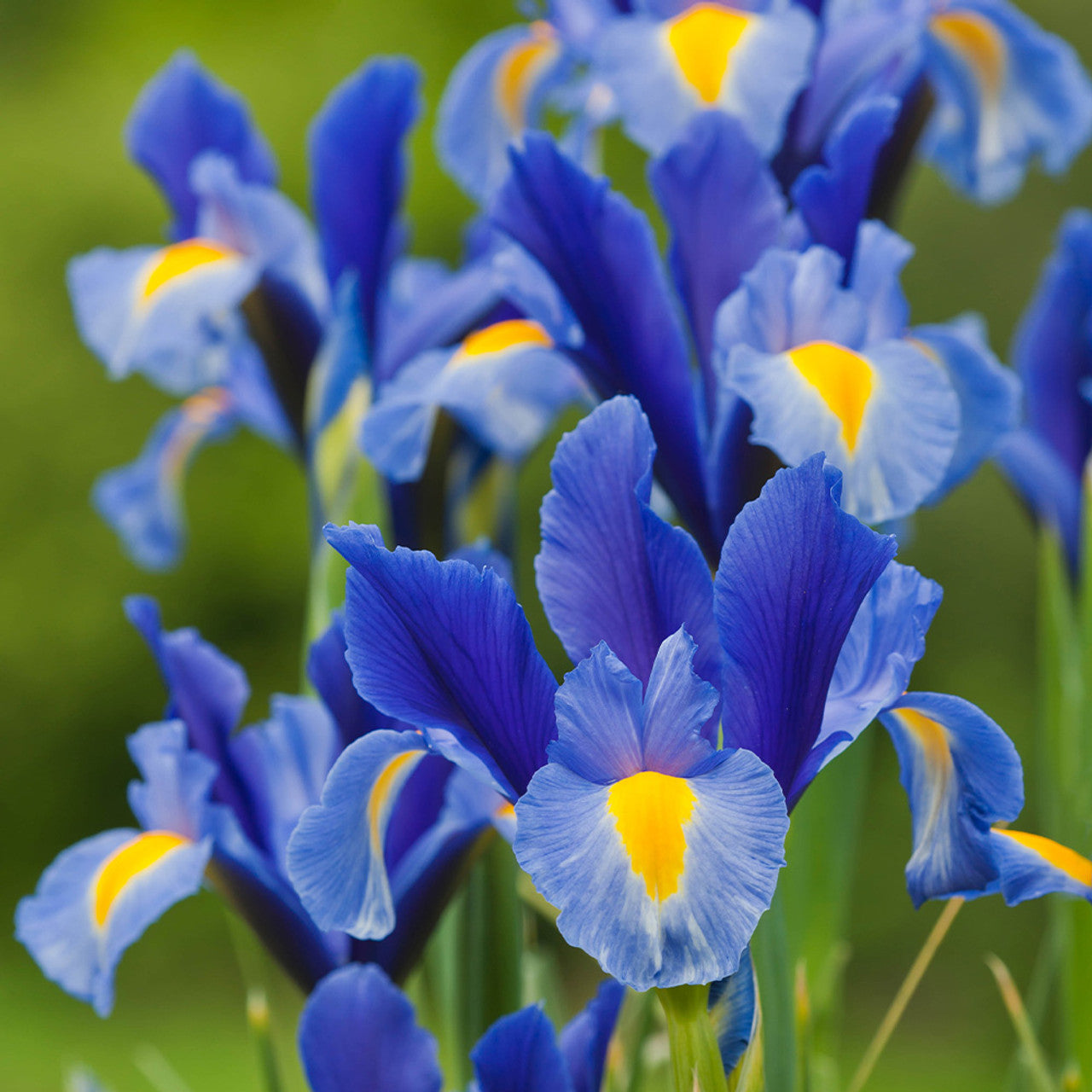Iris - Blue Magic