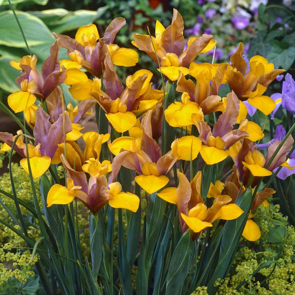 Iris - Bronze Perfection