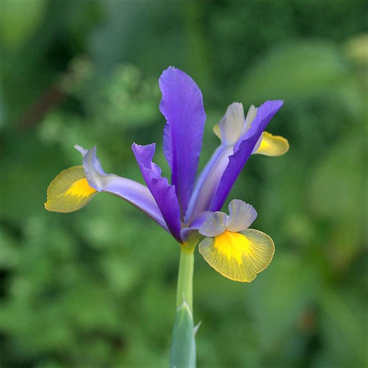 Iris - Frans Hals