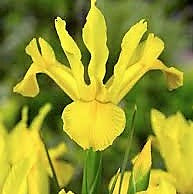 Iris - Golden Harvest