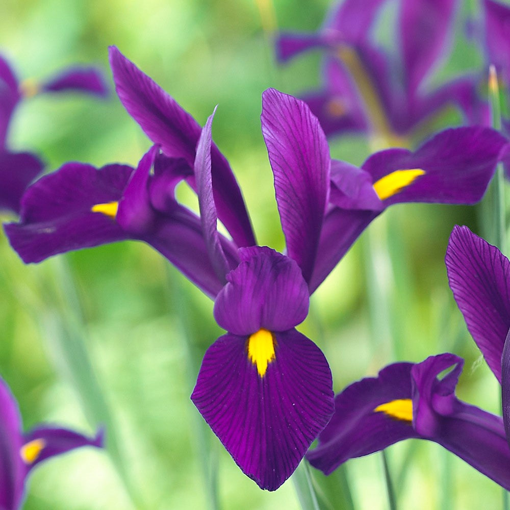 Iris - Purple Sensation