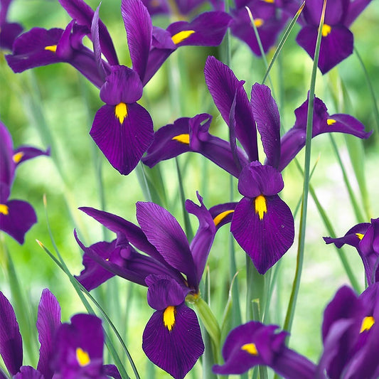 Iris - Purple Sensation
