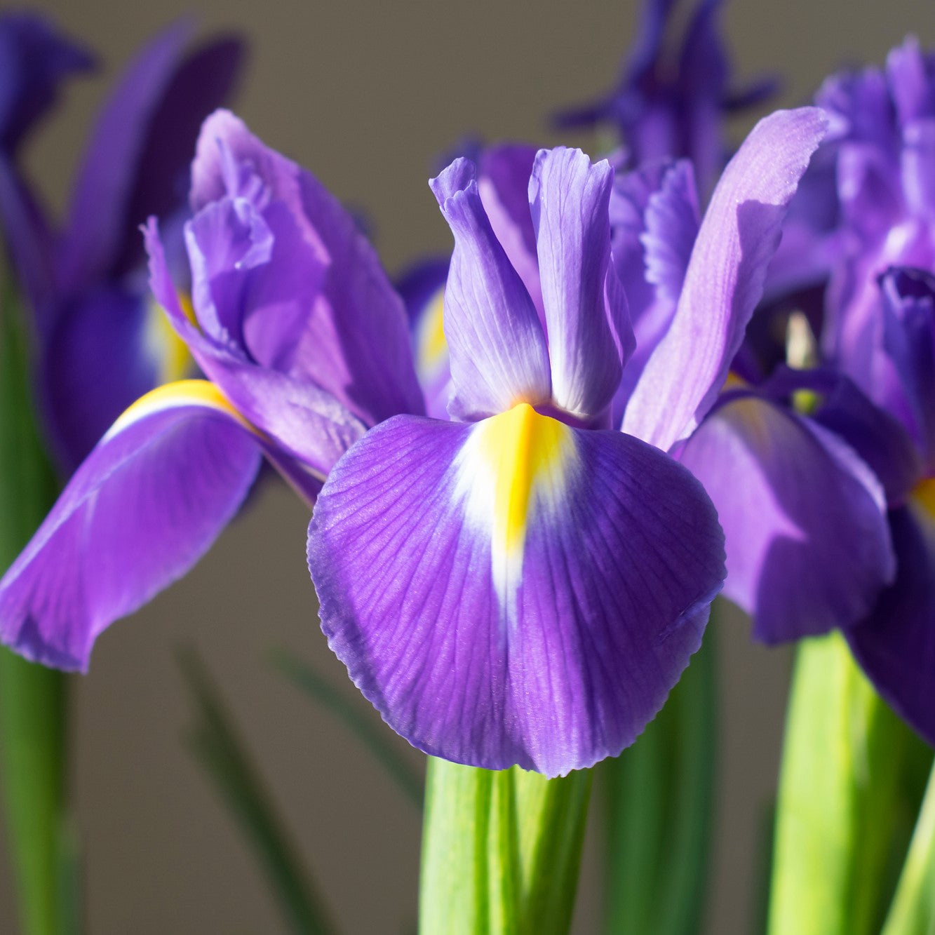 Iris - Purple Sensation