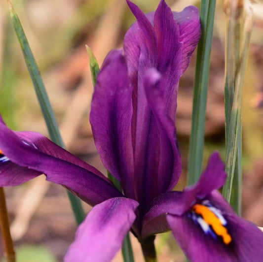 Iris Reticulata - J. S. Dijt
