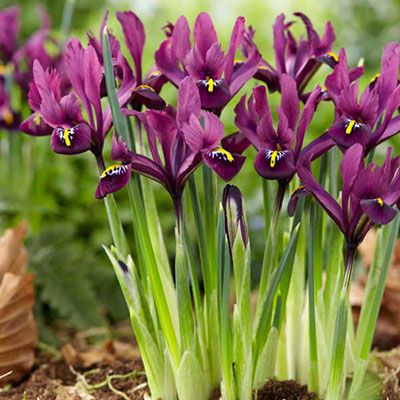 Iris Reticulata - J. S. Dijt