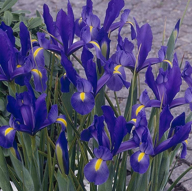 Iris - Sapphire Beauty