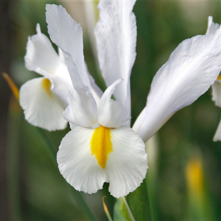 Iris - White Van Vliet