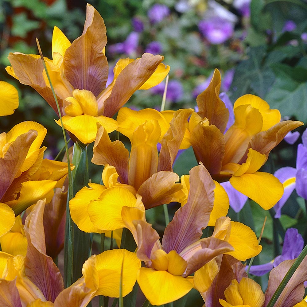 Iris - Bronze Perfection