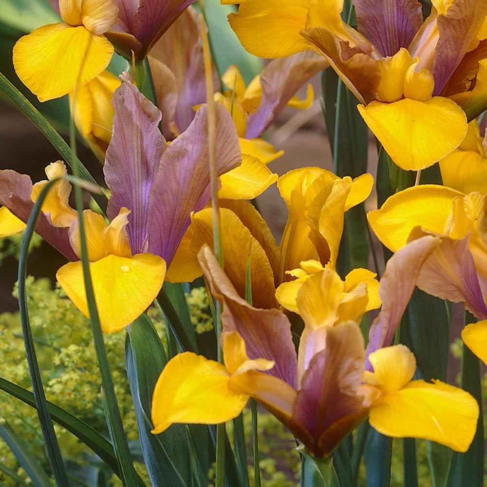 Iris - Bronze Perfection