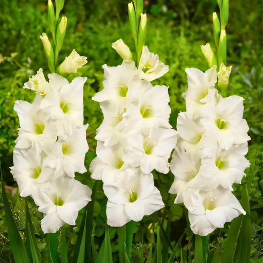 Gladioli Large Flowering - Ivory Priscilla