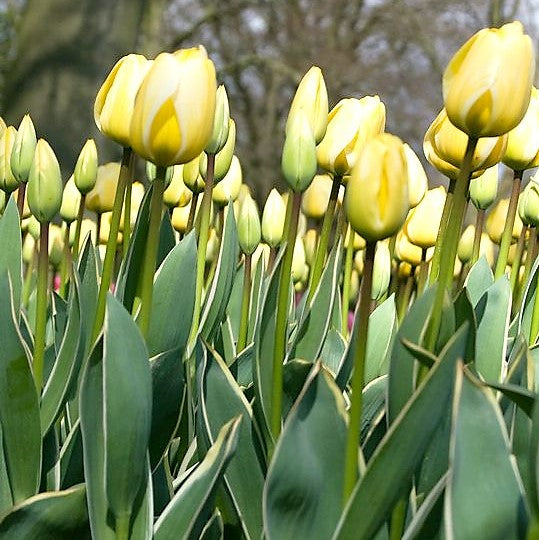 Tulip - Jaap Groot