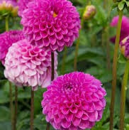 Dahlia Pompom - Jan Van Schaffelaar