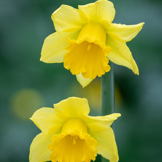 Daffodil - Jedna