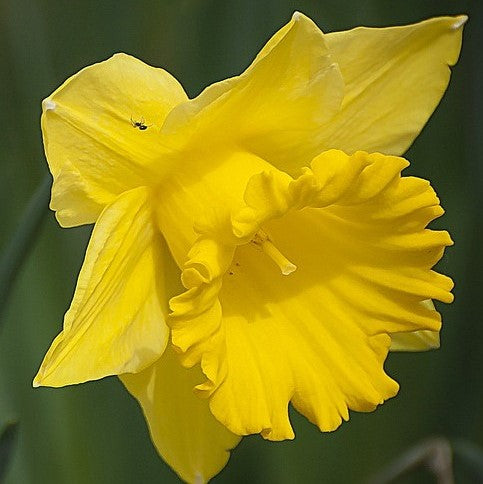 Daffodil - Jedna