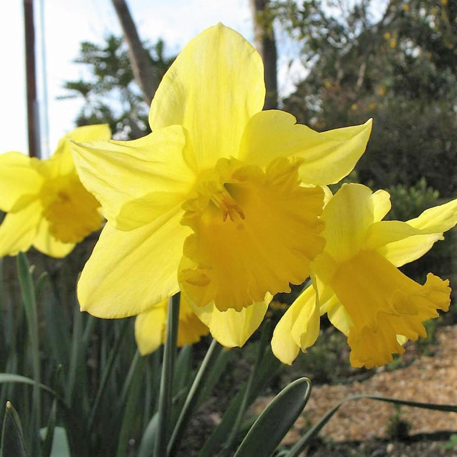 Daffodil - Jedna