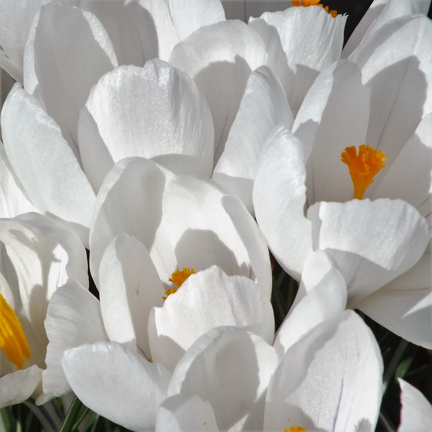 Crocus Large Flowering - Joan of Arc