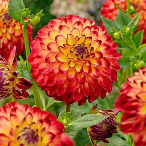 Dahlia Ball - Jowey Arenda