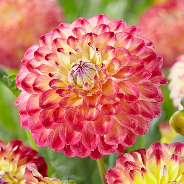 Dahlia Ball - Jowey Arenda