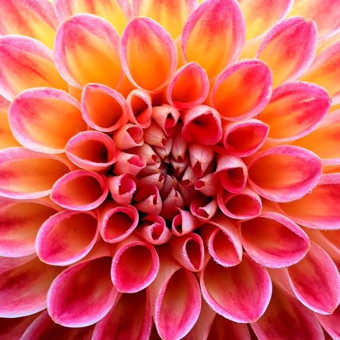 Dahlia Ball - Jowey Arenda