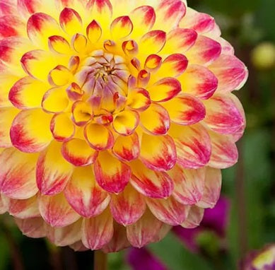 Dahlia Ball - Jowey Arenda