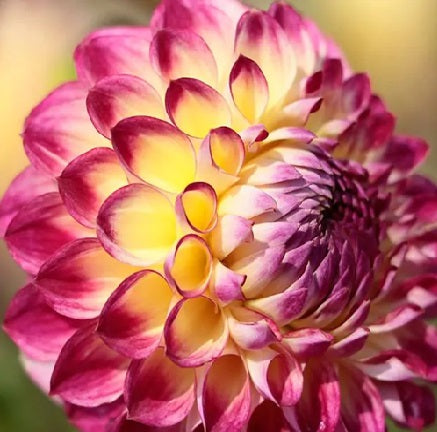 Dahlia Ball - Jowey Arenda