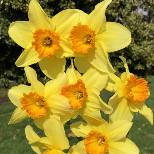 Daffodil - Juanita