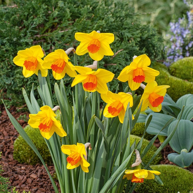Daffodil - Juanita