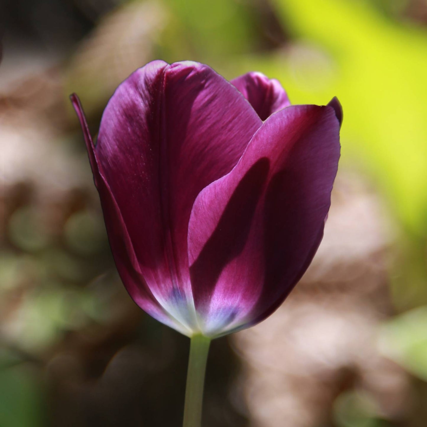 Tulip - Kansas Proud