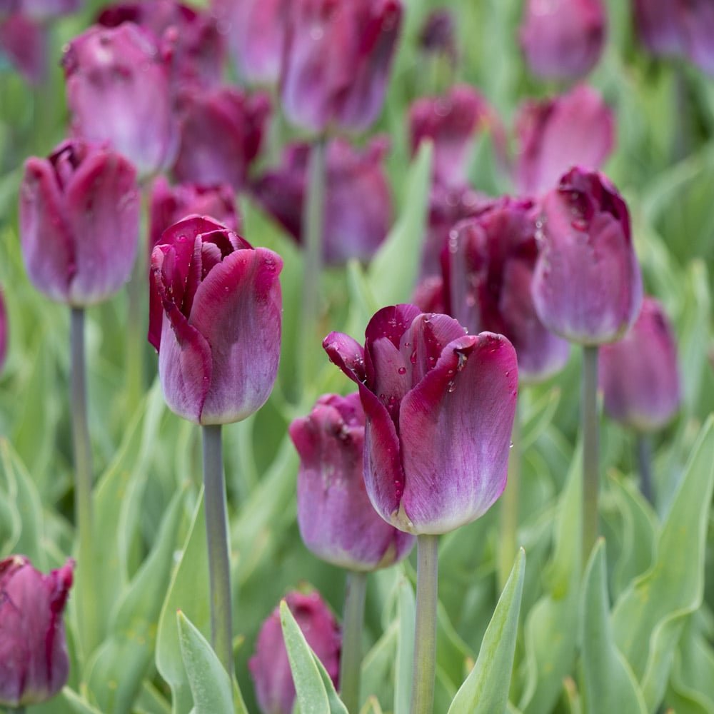 Tulip - Kansas Proud