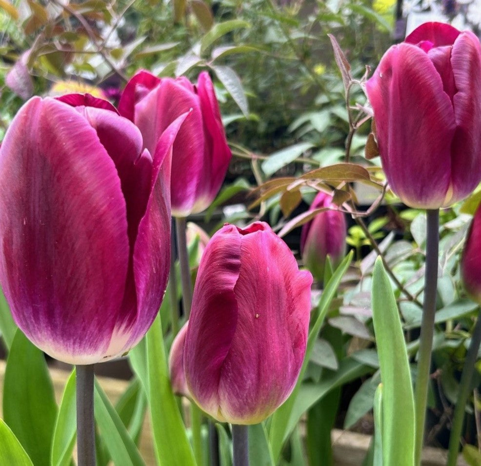 Tulip - Kansas Proud