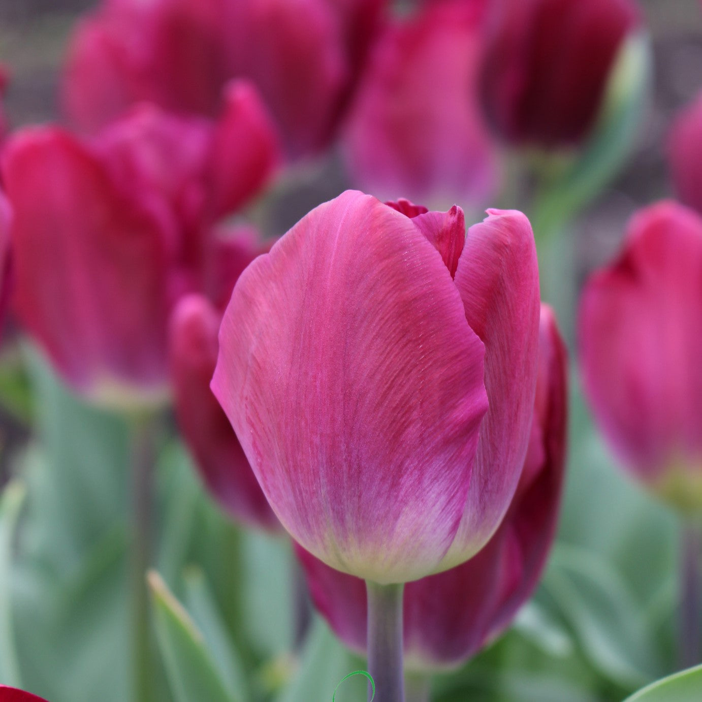 Tulip - Kansas Proud