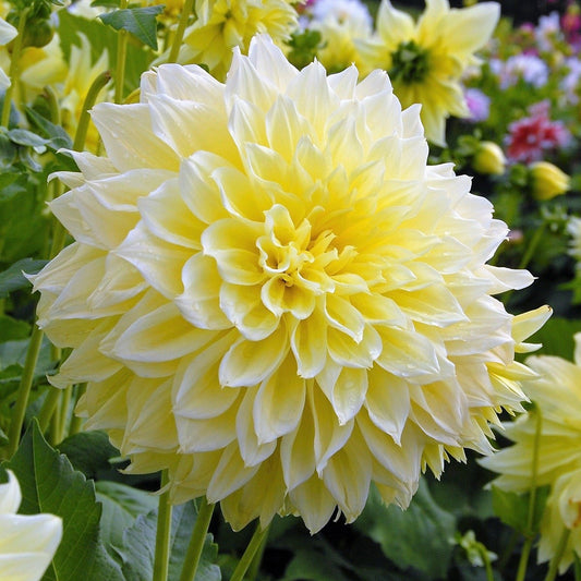 Dahlia Dinnerplate - Kelvin Floodlight