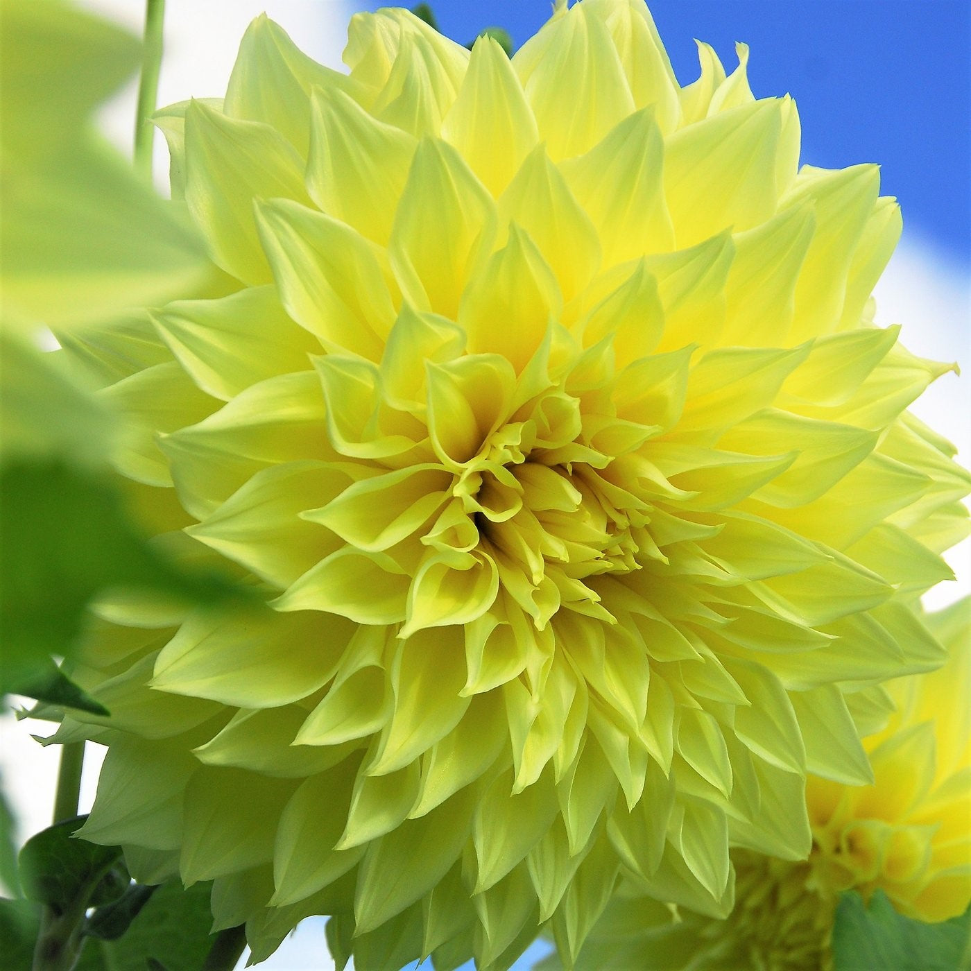 Dahlia Dinnerplate - Kelvin Floodlight