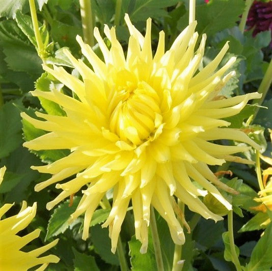 Dahlia Cactus - Kennemerland